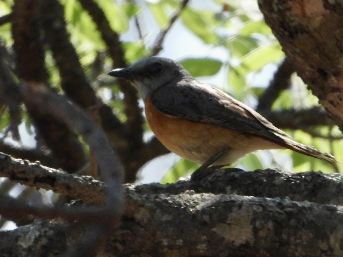 Miombo Rock-Thrush - ML644308712