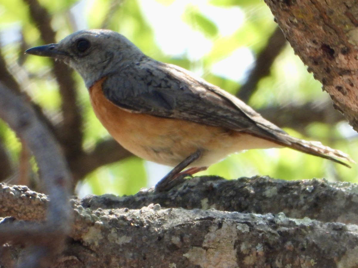 Miombo Rock-Thrush - ML644308713