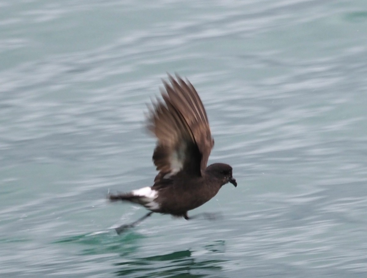 Océanite tempête - ML644308726