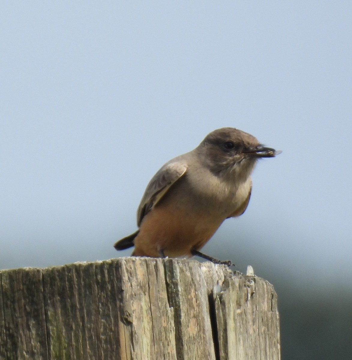 Say's Phoebe - ML644308728