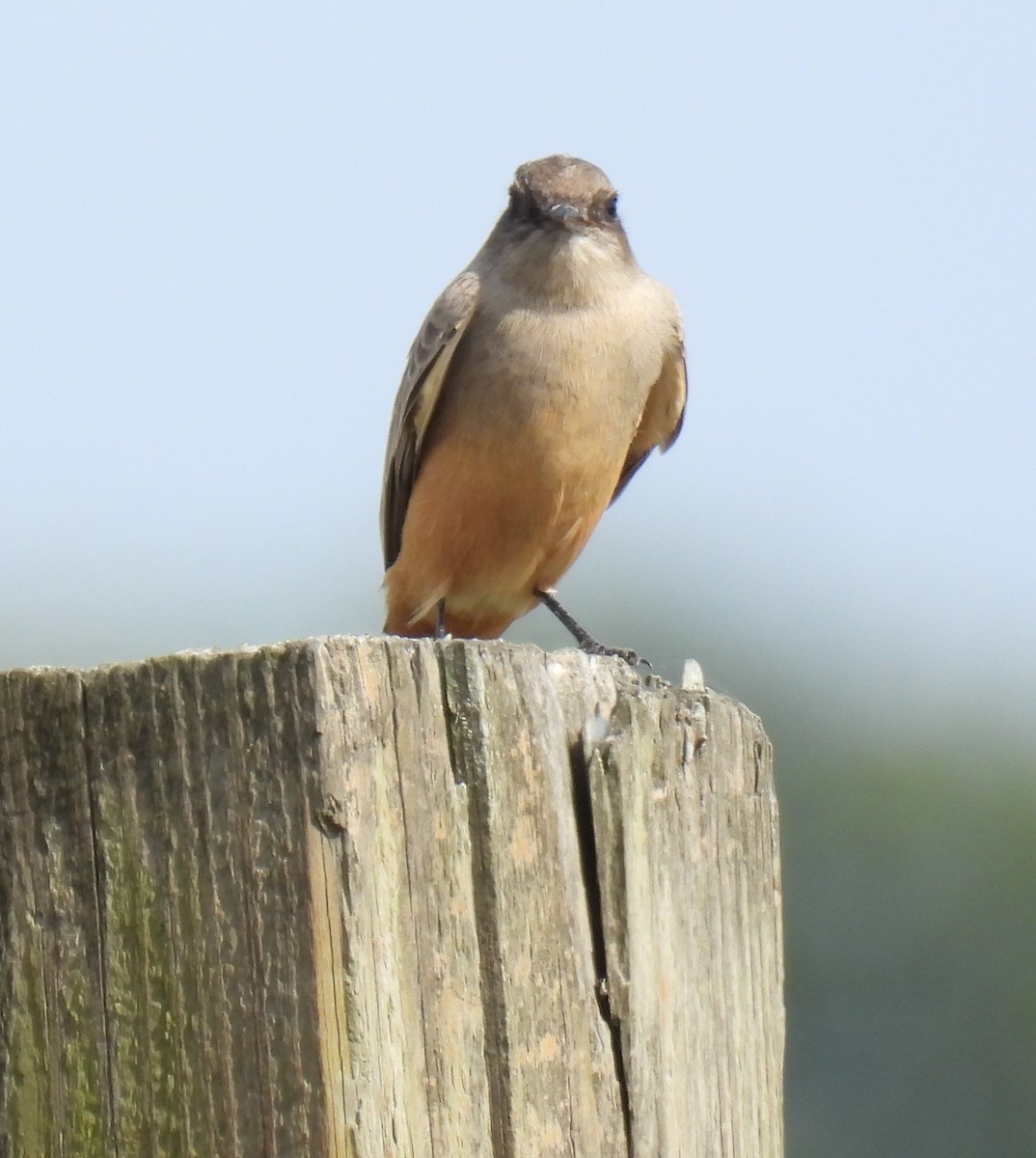 Say's Phoebe - ML644308729