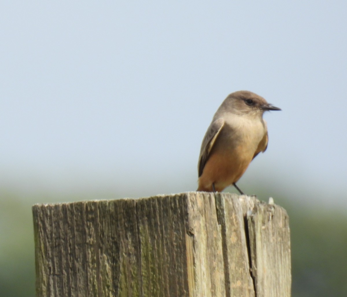 Say's Phoebe - ML644308730
