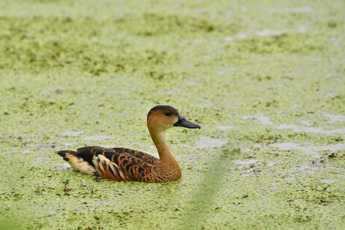 Dendrocygne à lunules - ML644308745