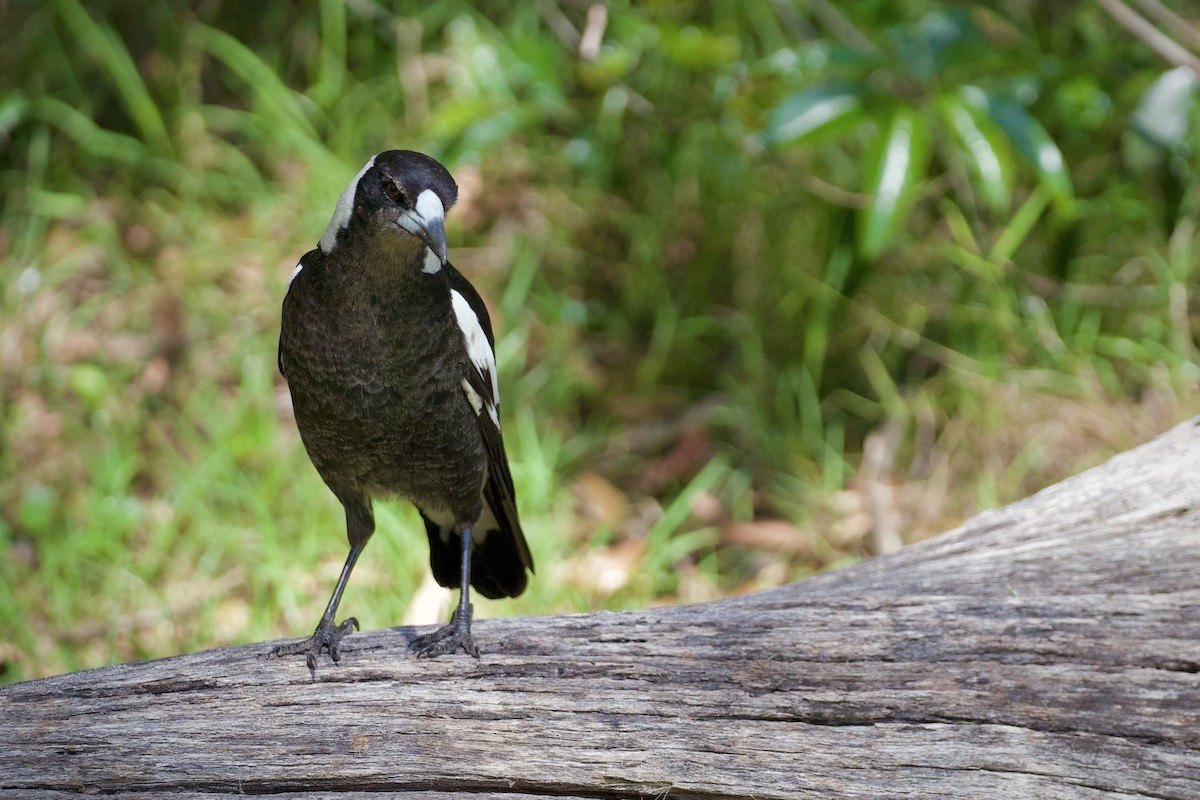 Cassican flûteur - ML644308748