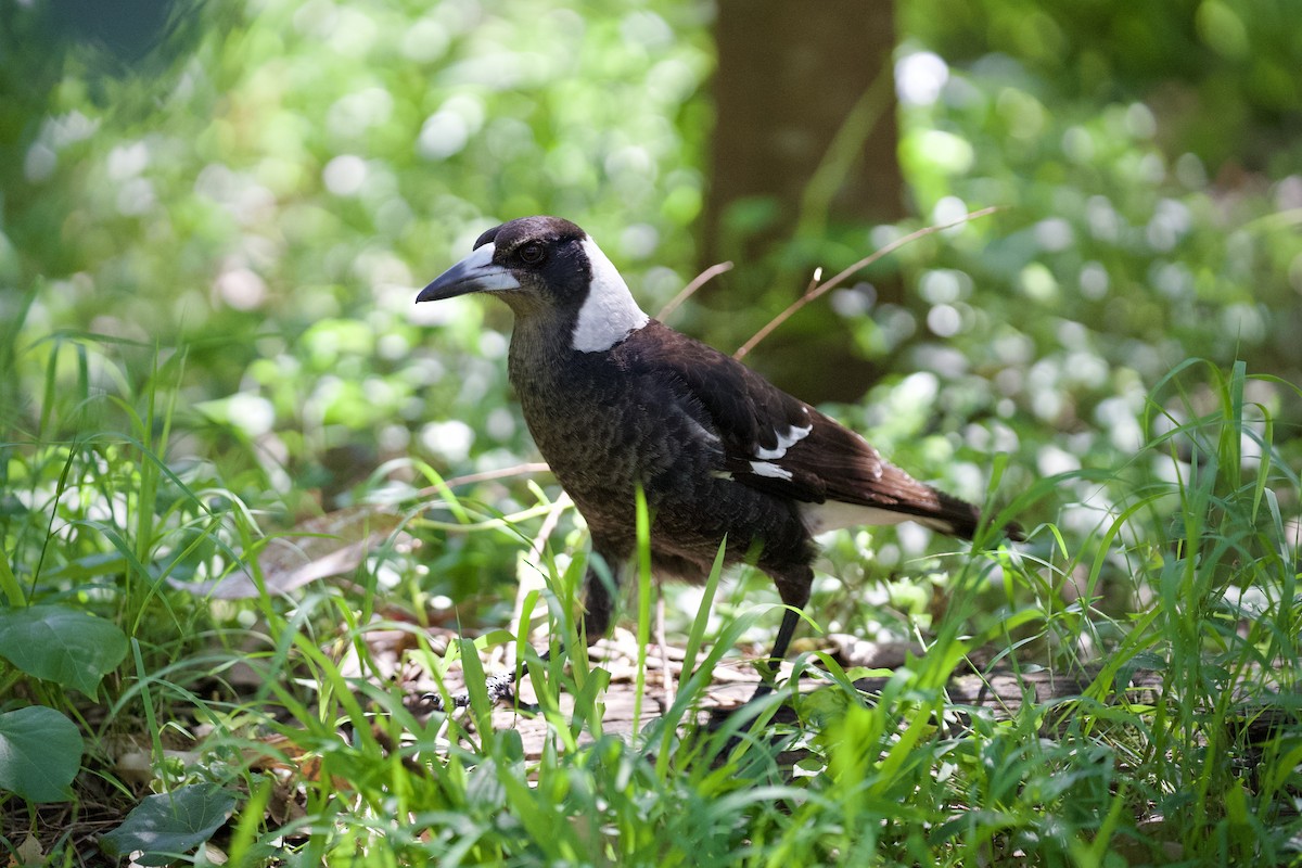 Cassican flûteur - ML644308749