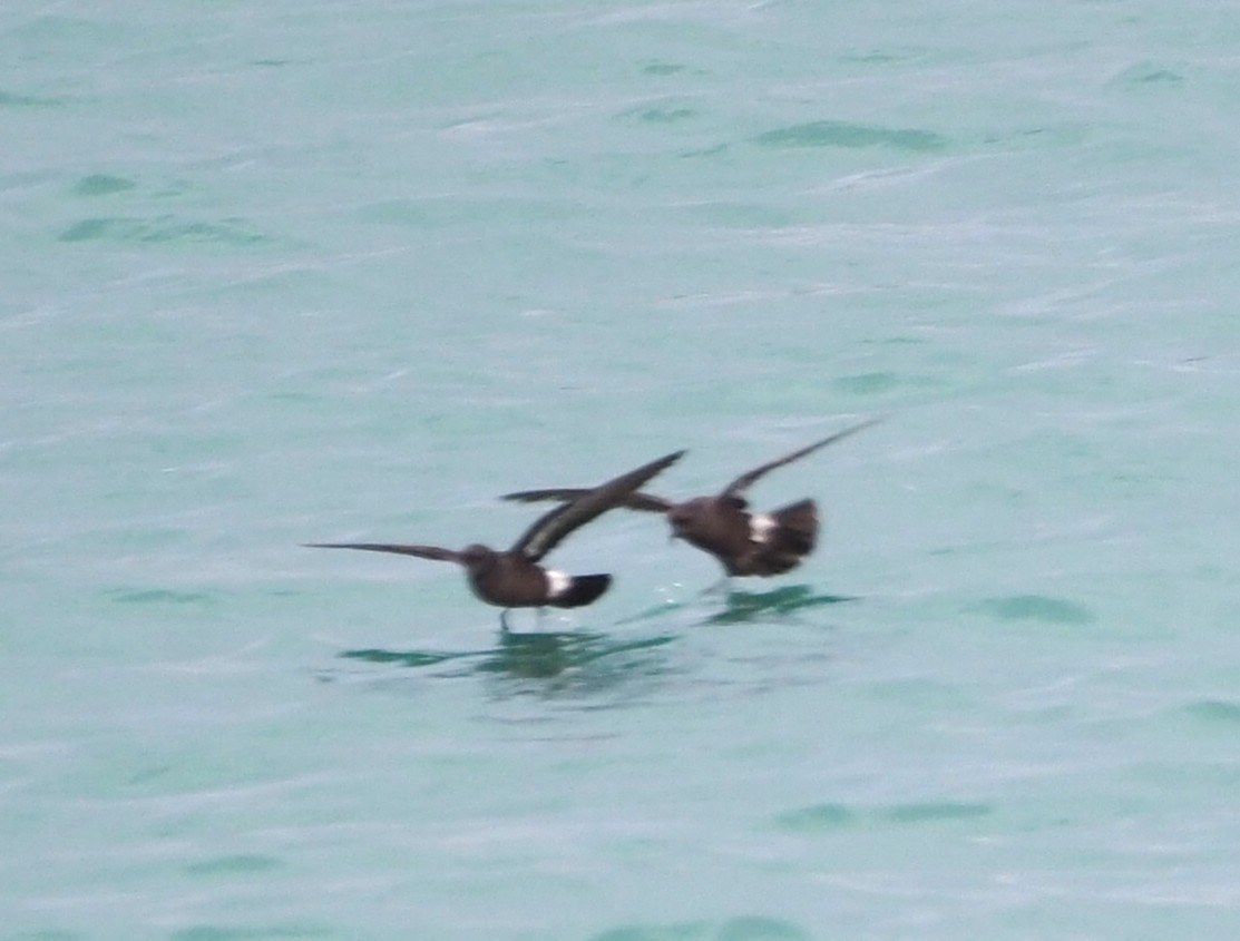 Océanite tempête - ML644308775