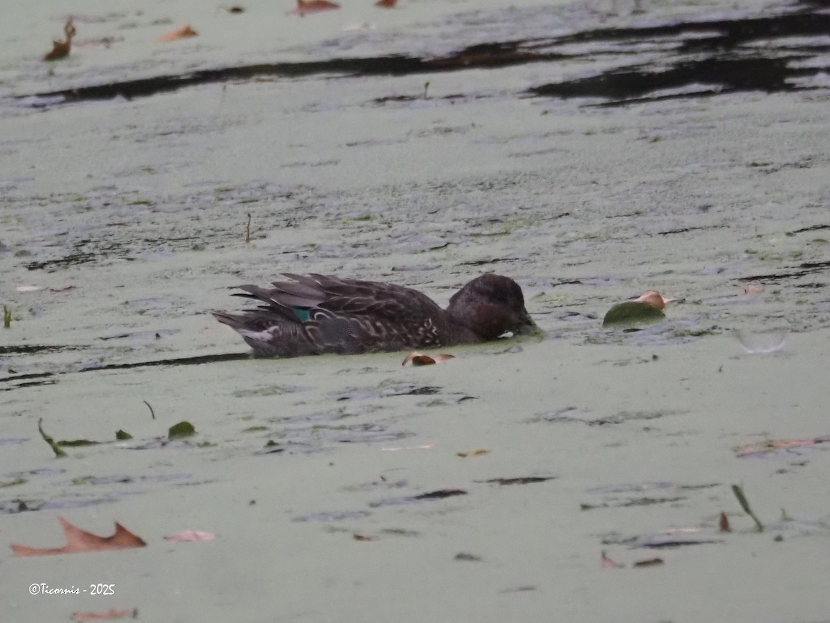 Krickente (Carolinakrickente) - ML644308777