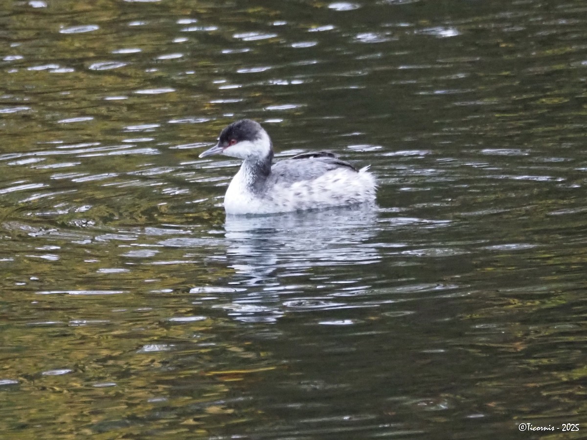 Ohrentaucher - ML644308787