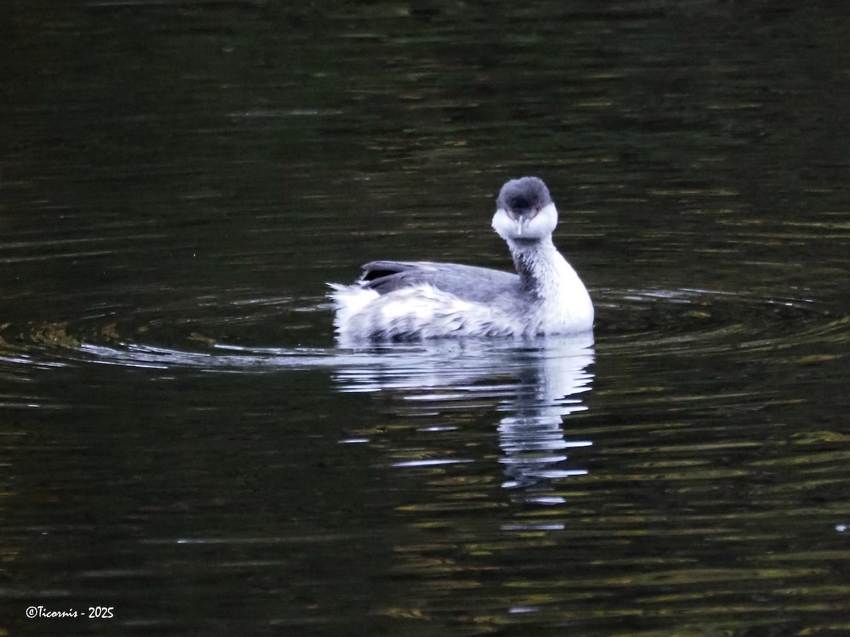 Ohrentaucher - ML644308789