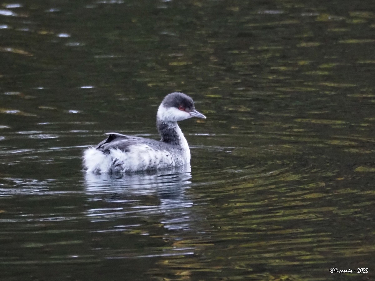 Ohrentaucher - ML644308790