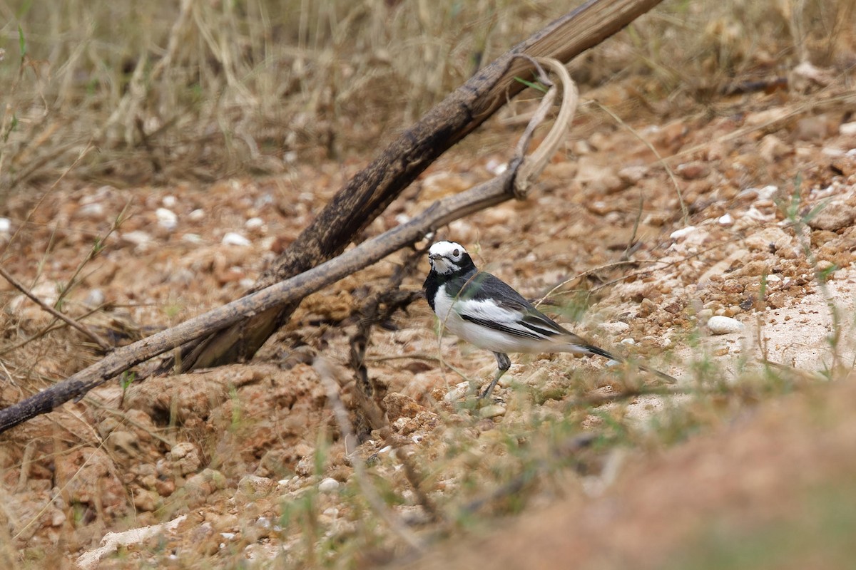 白鶺鴒(alboides) - ML644308792