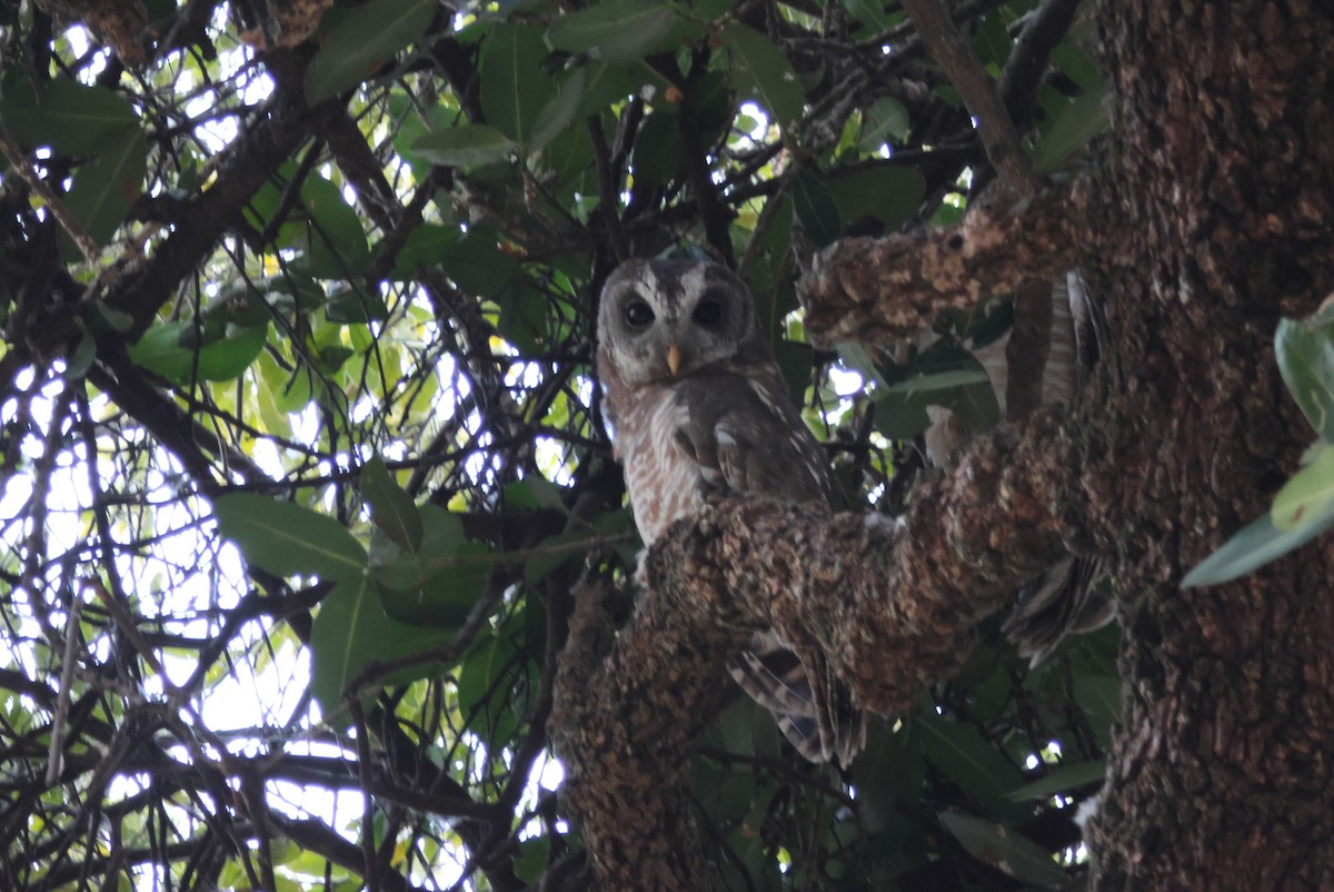 African Wood-Owl - ML644308796