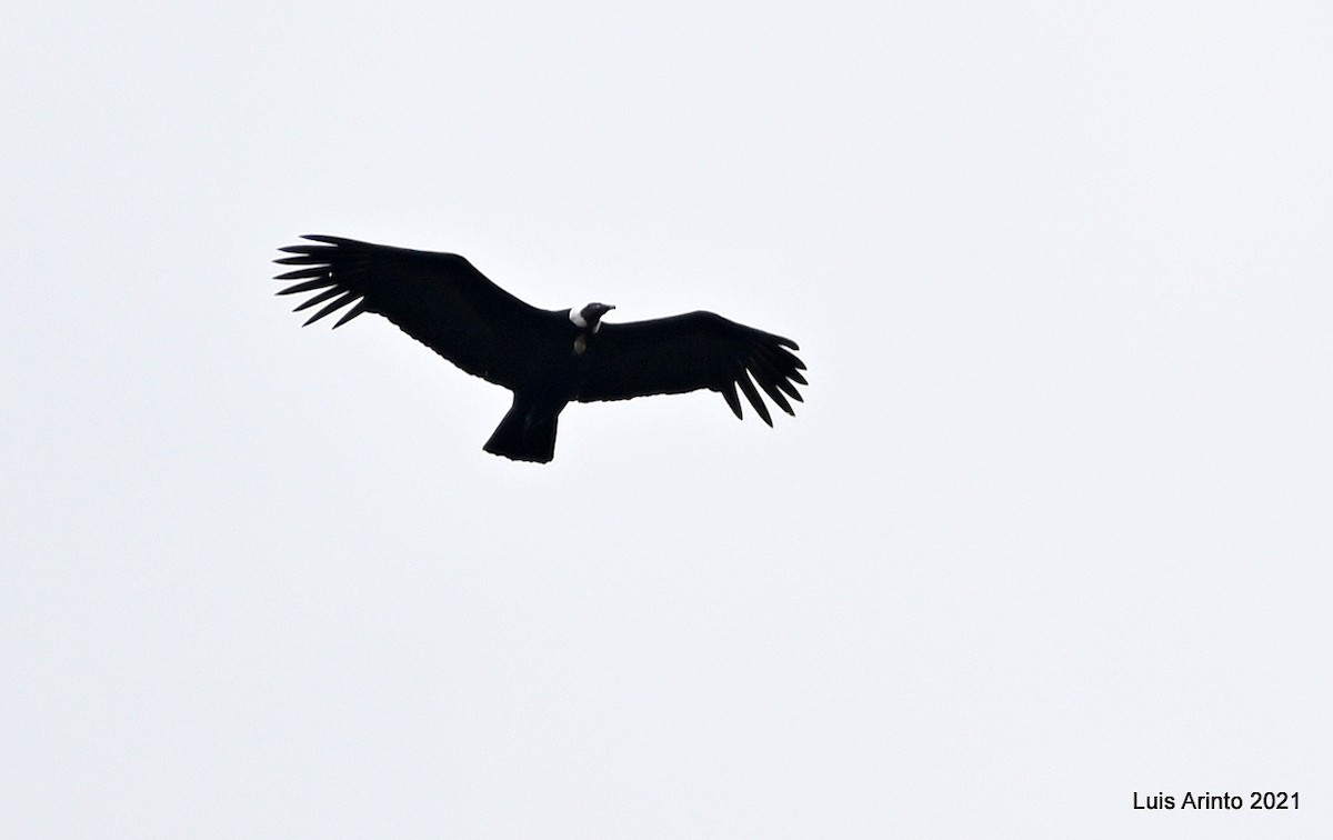 Andean Condor - ML644308798