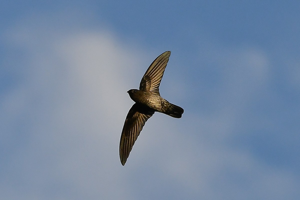 Plume-toed Swiftlet - ML644308806