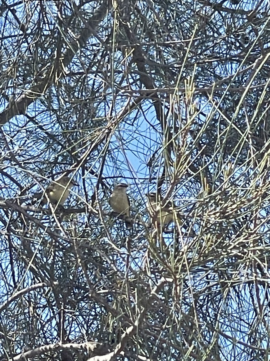 Yellow-rumped Thornbill - ML644308808