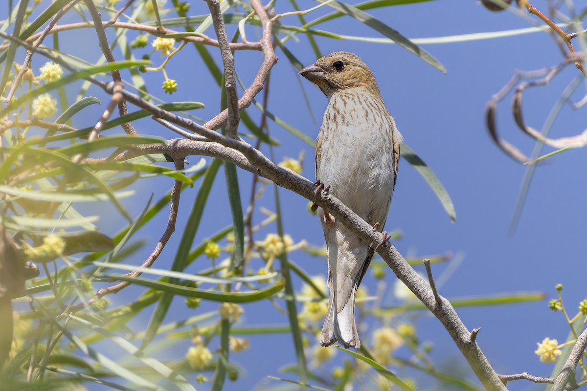 Ciuffolotto scarlatto - ML644308813