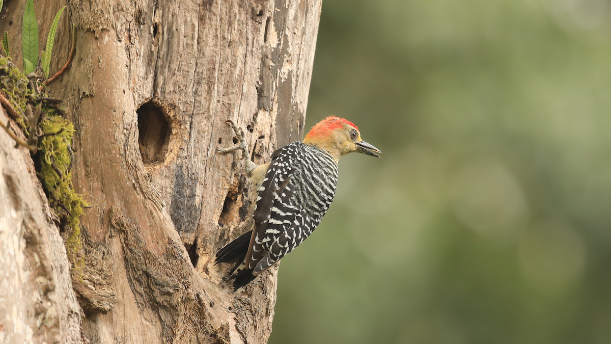 datel kápový - ML644308814