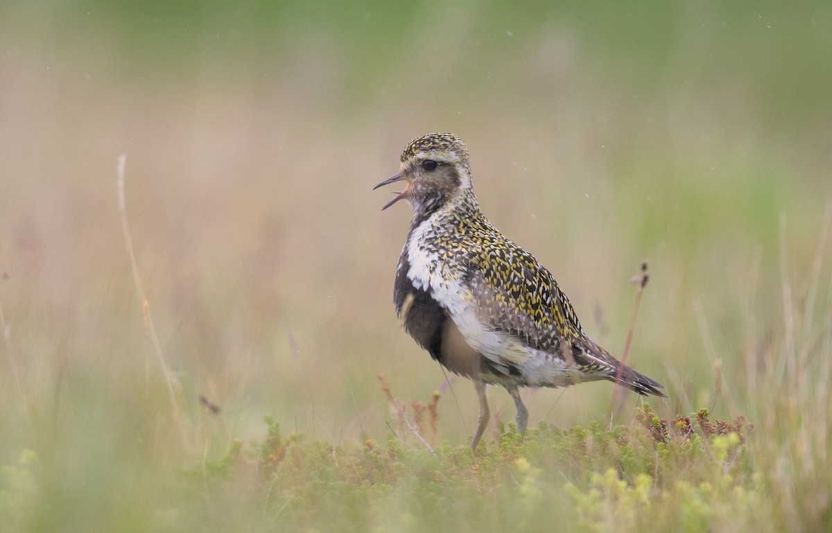 European Golden-Plover - ML644308815