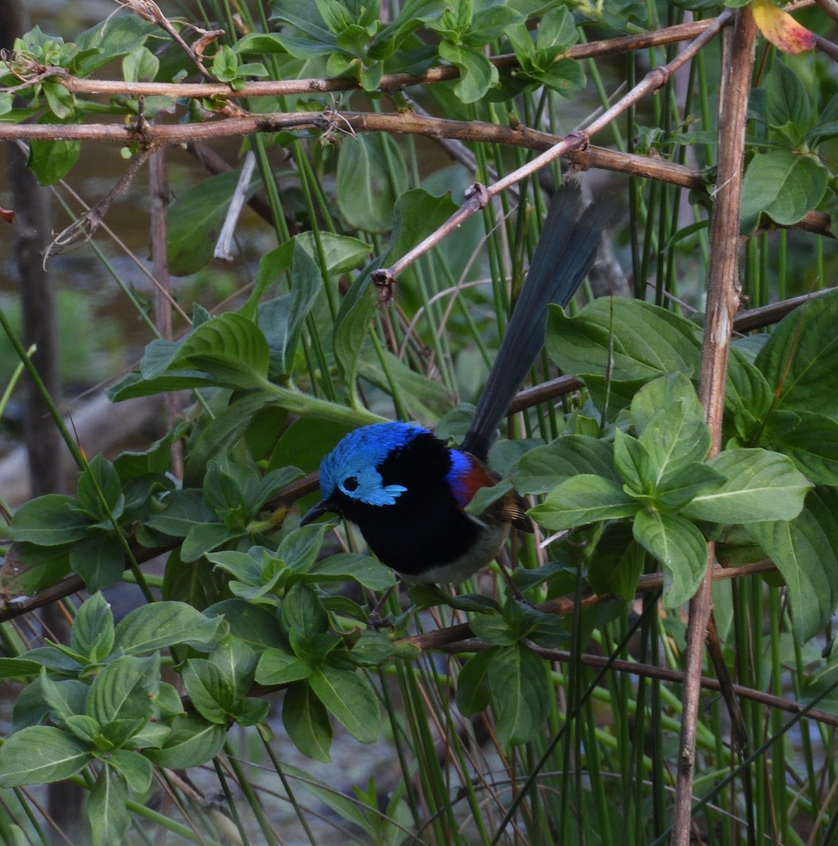 Değişken Peribülbülü - ML644308843