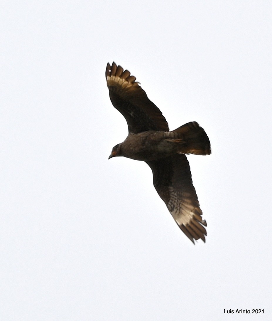 Carunculated Caracara - ML644308852