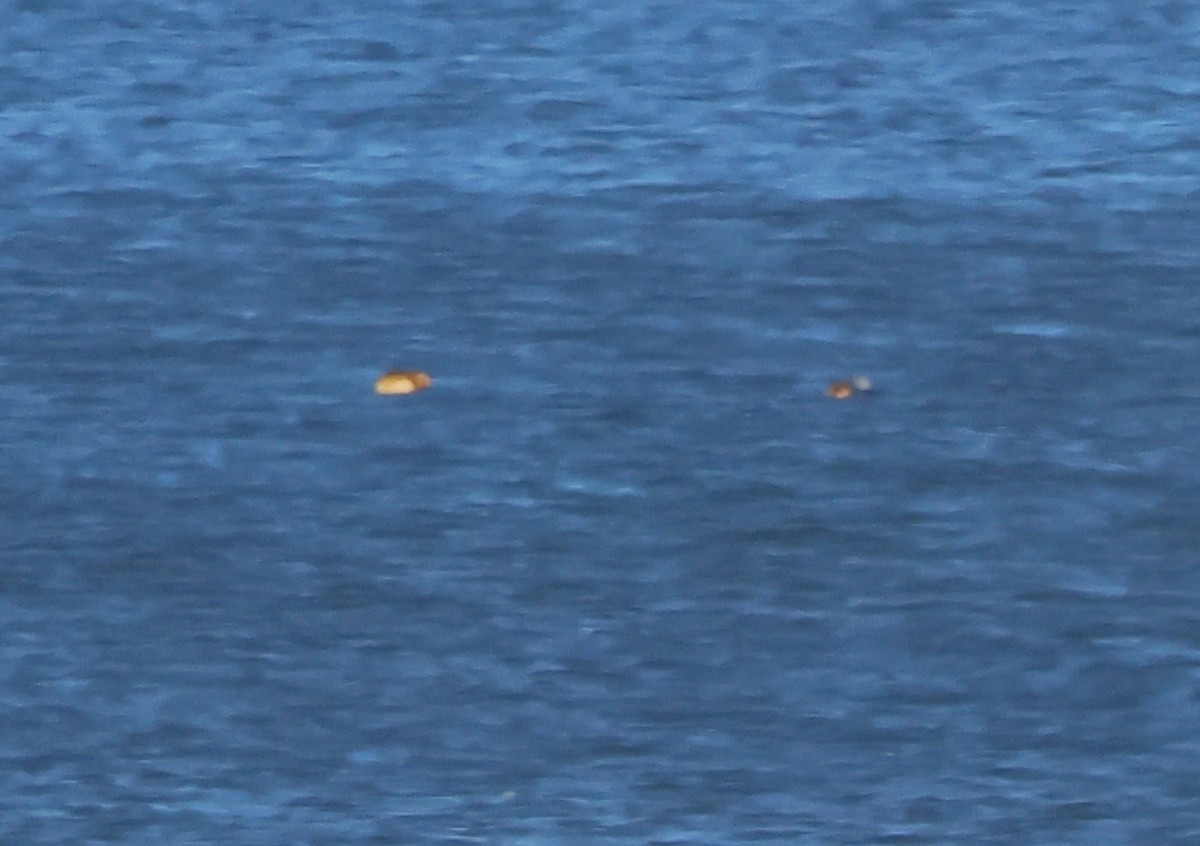 South African Shelduck - ML644308853