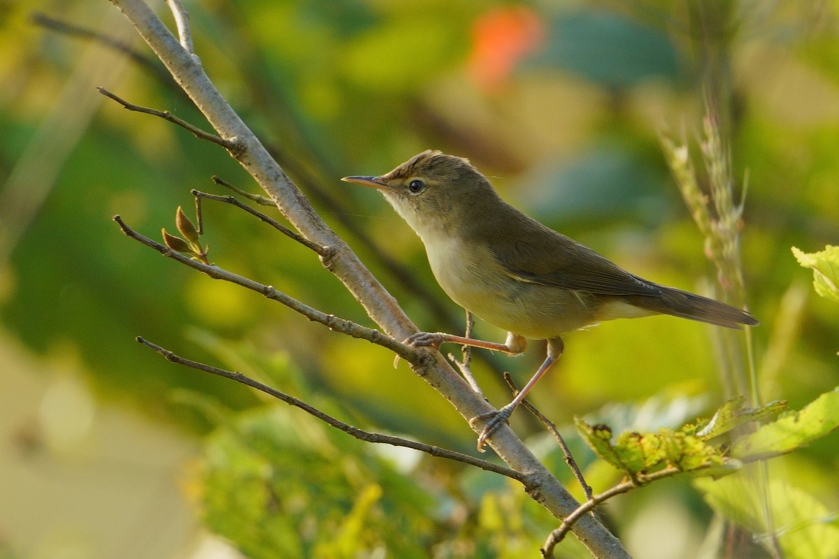 Rousserolle des buissons - ML644308859