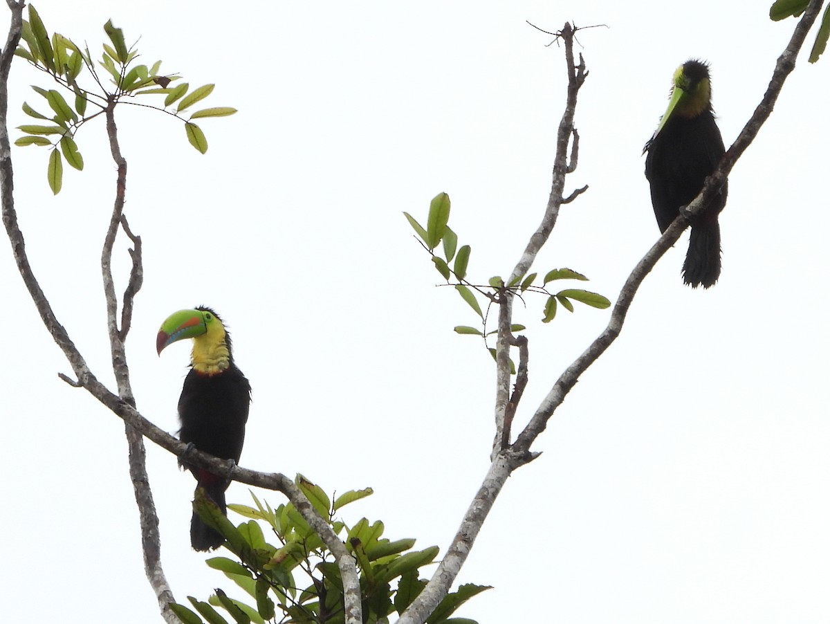 Радужный тукан - ML644308864