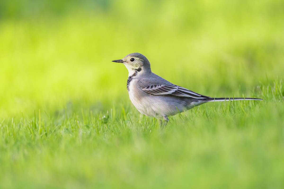 白鶺鴒 - ML644308873