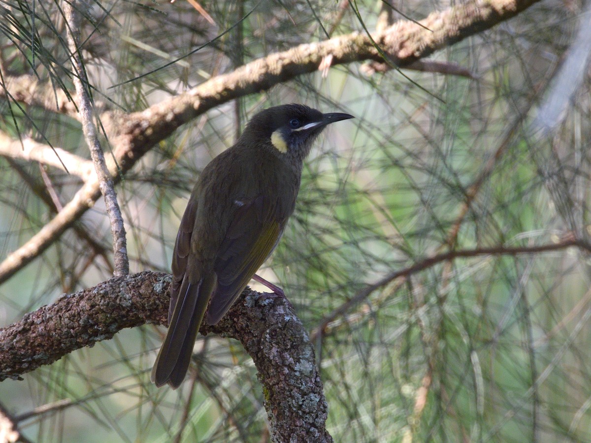 Lewin Balkuşu - ML644308896