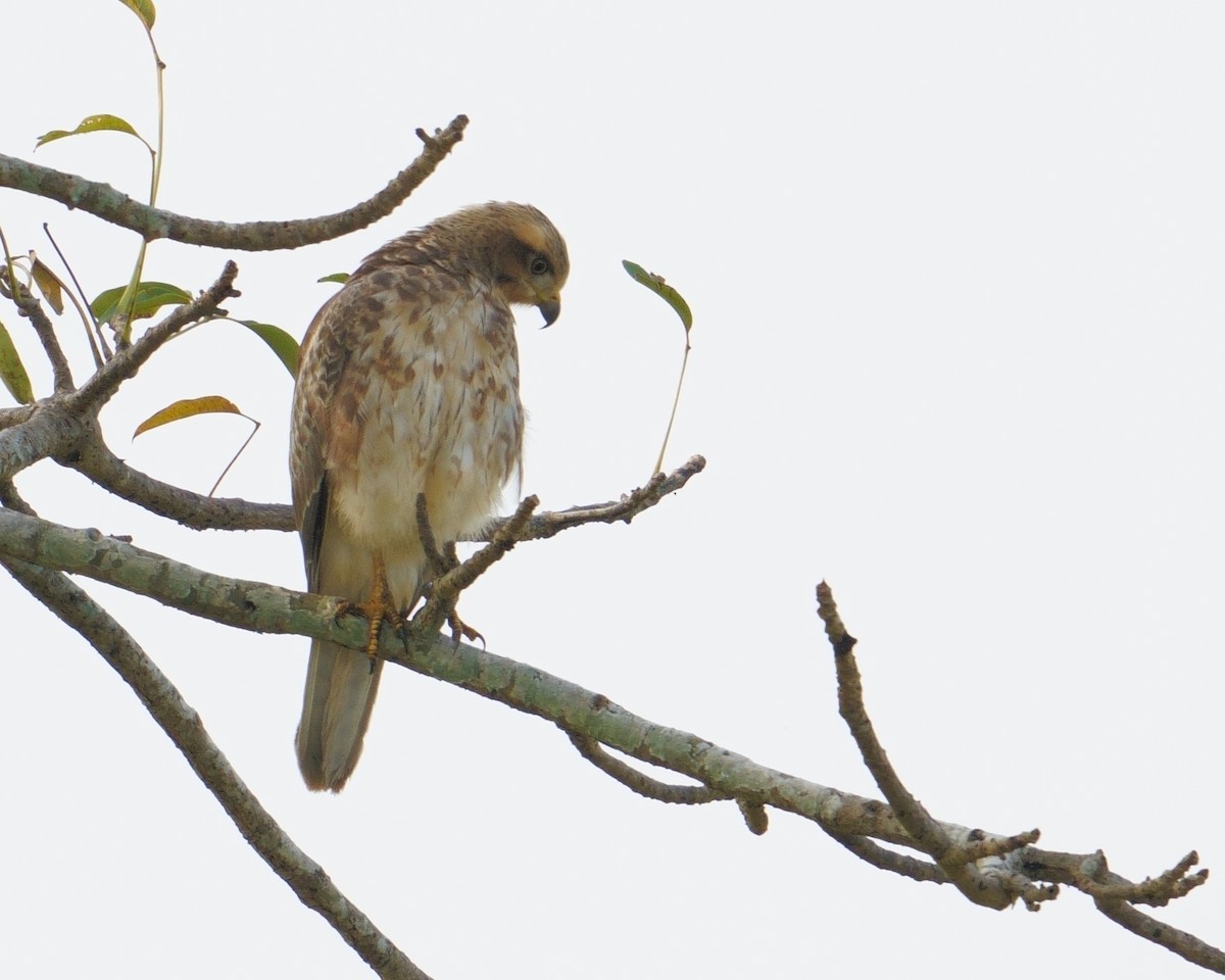 White-eyed Buzzard - ML644308909
