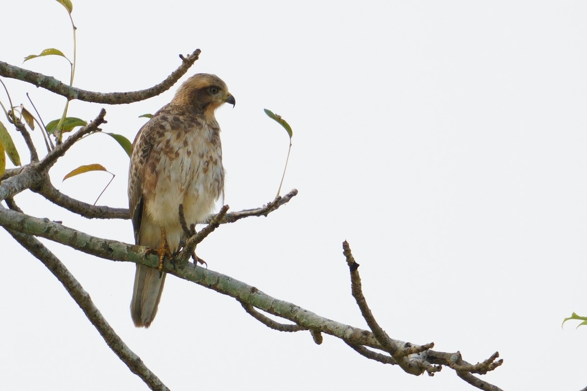 White-eyed Buzzard - ML644308910