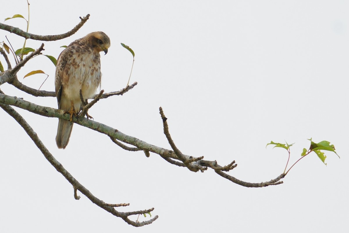 White-eyed Buzzard - ML644308911