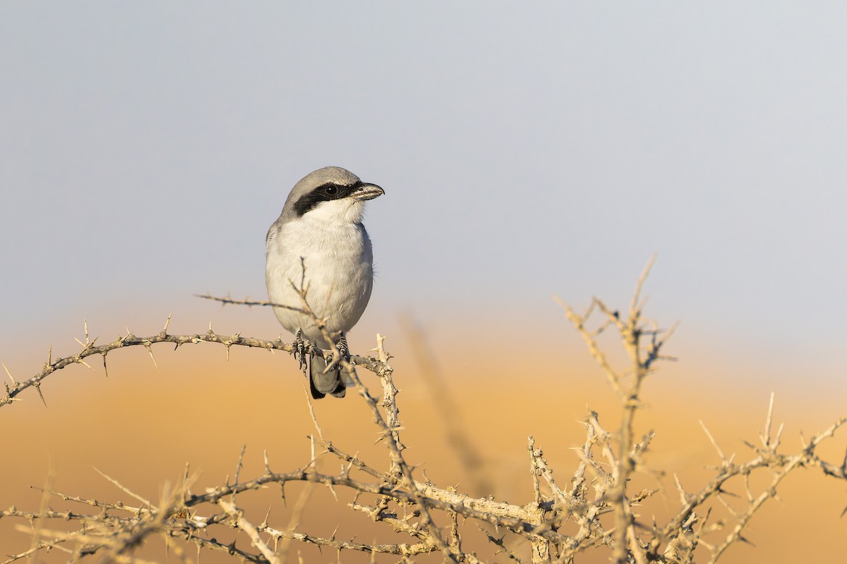 ťuhýk šedý - ML644308912