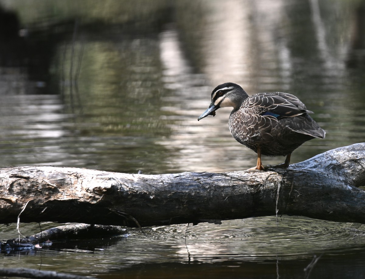 Pacific Black Duck - ML644308914