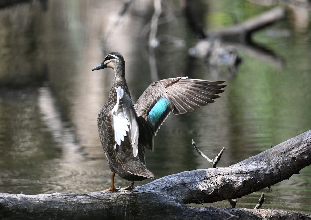 Pacific Black Duck - ML644308915