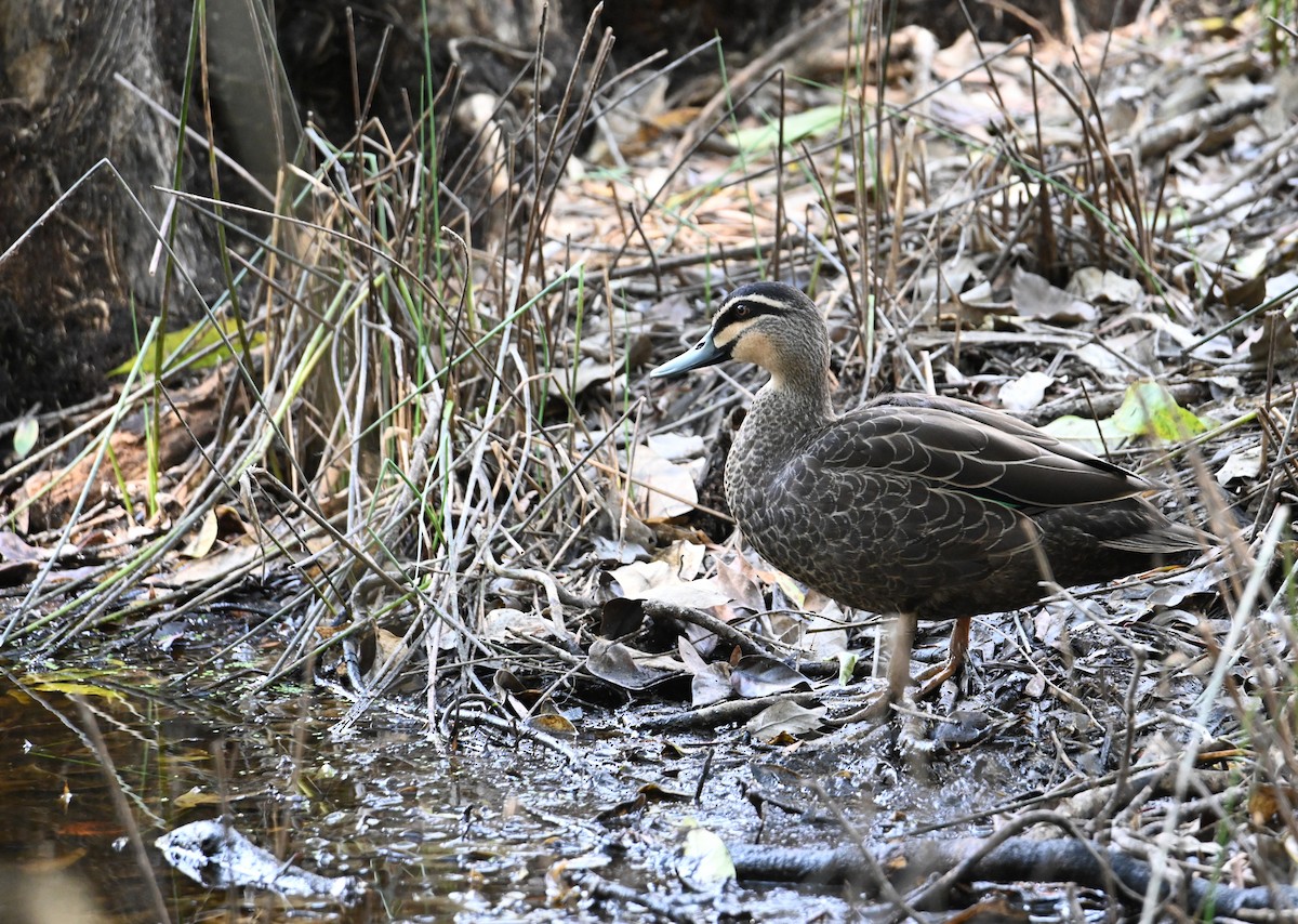 Pacific Black Duck - ML644308916