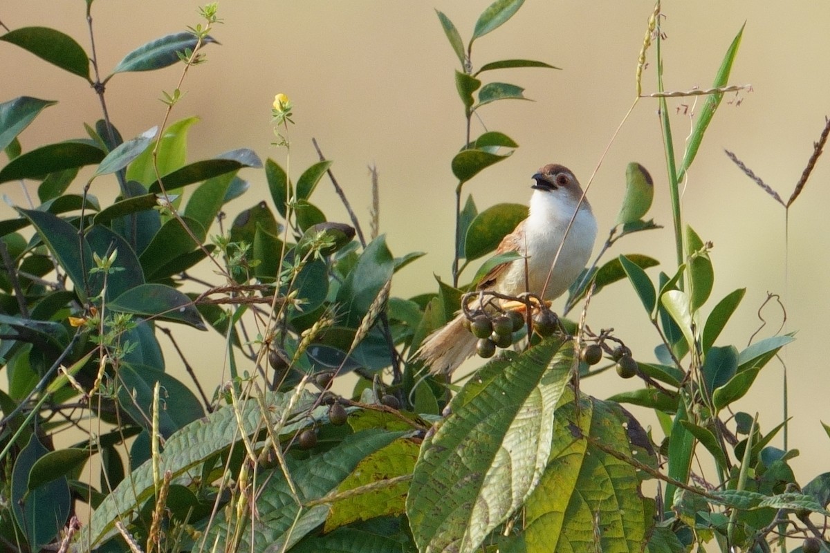 Timalí Ojigualdo - ML644308917