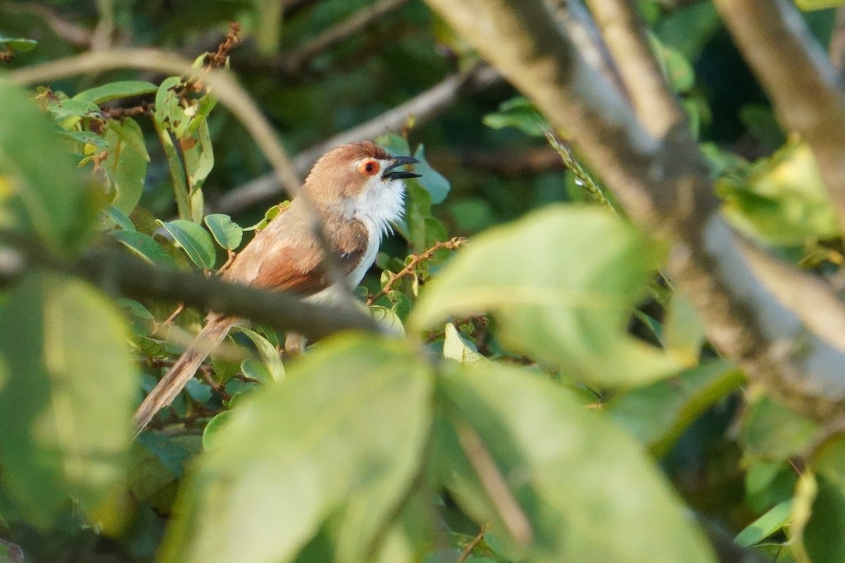 Timalí Ojigualdo - ML644308918