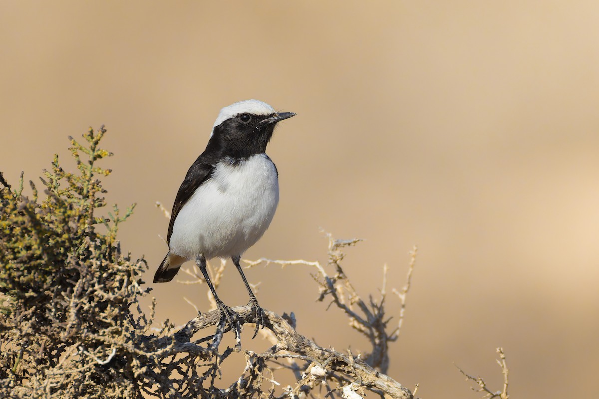 bělořit černohřbetý - ML644308919