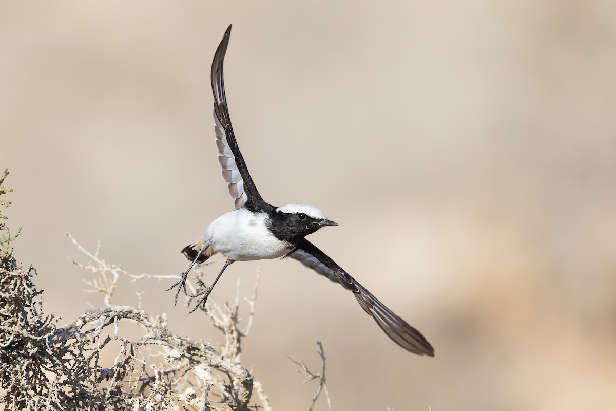 bělořit černohřbetý - ML644308920