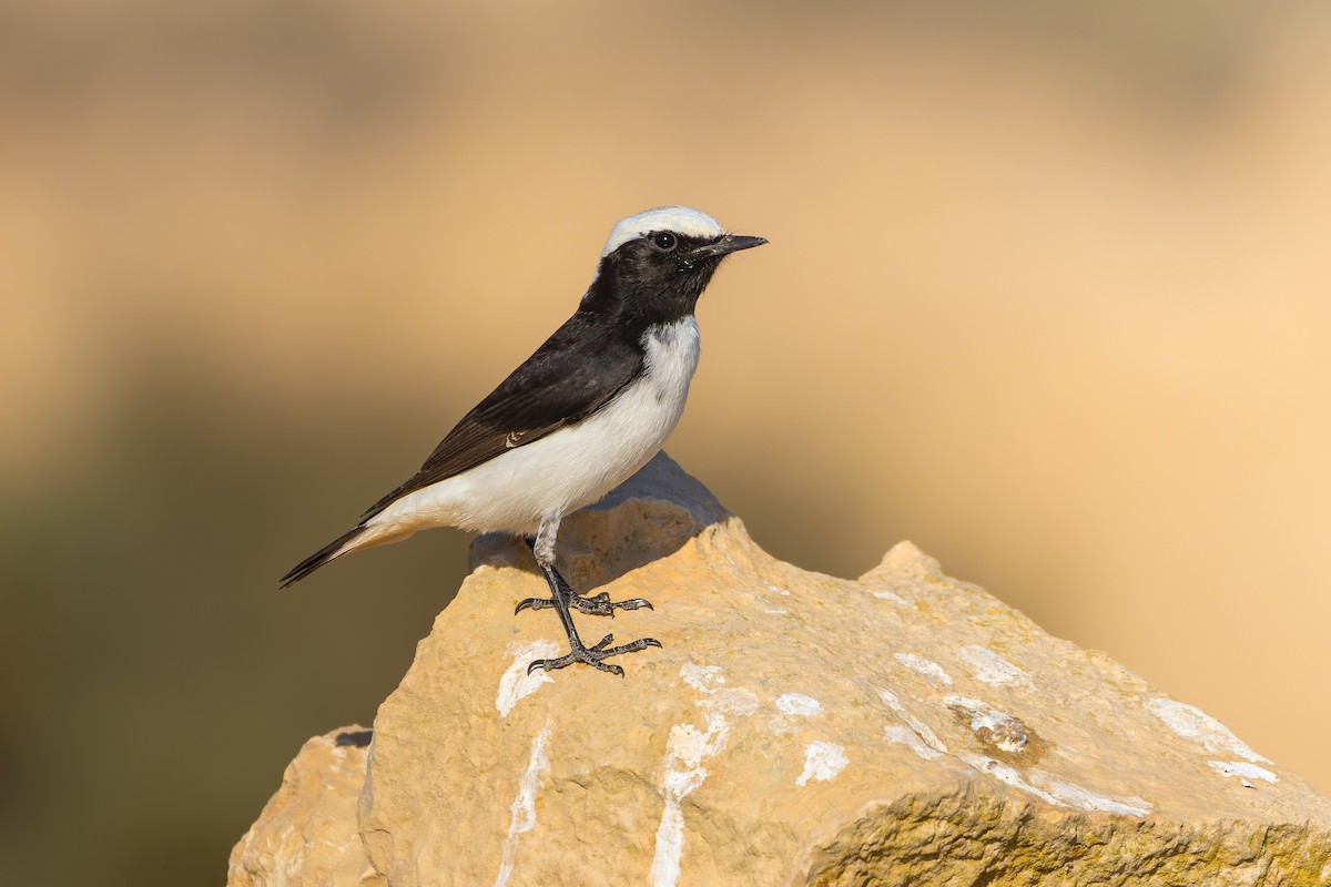 bělořit černohřbetý - ML644308921