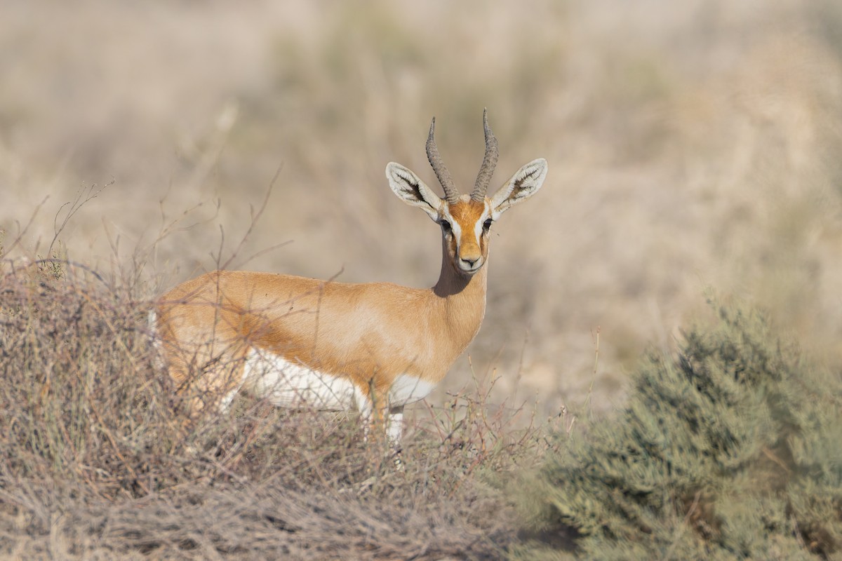 Dorcas Gazelle - ML644308933