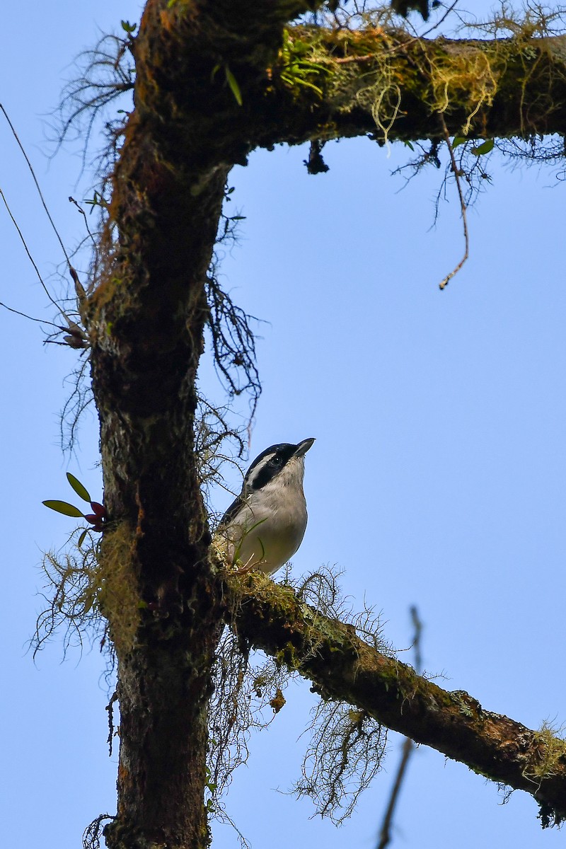White-browed Shrike-Babbler - ML644308936