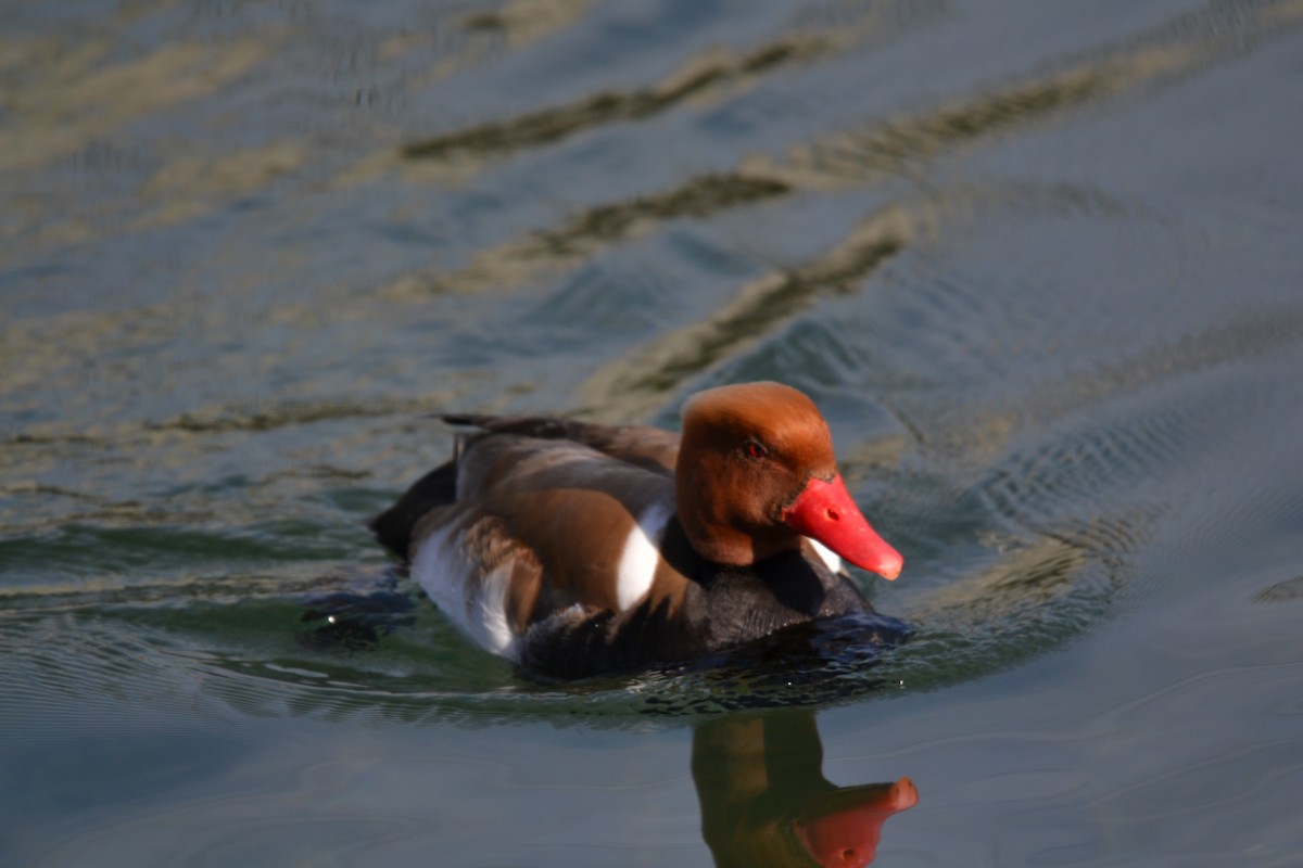 zrzohlávka rudozobá - ML644308956