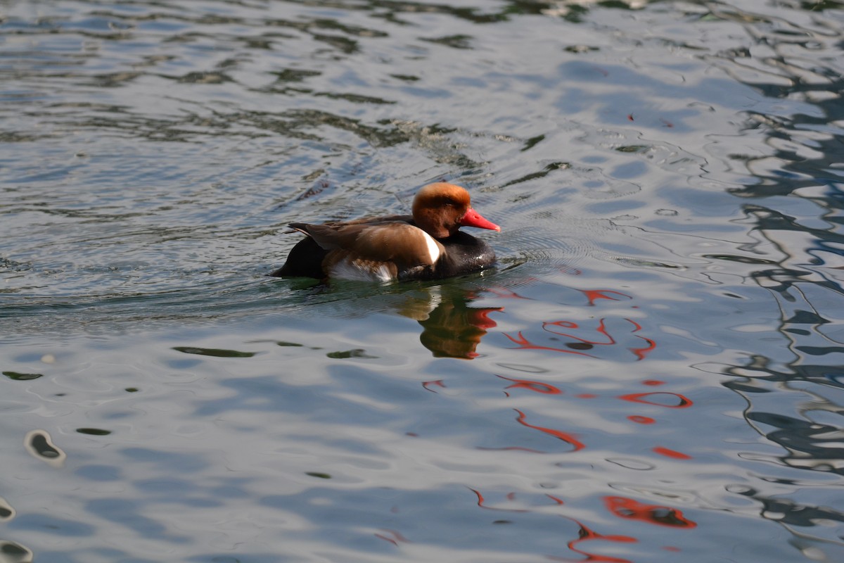 zrzohlávka rudozobá - ML644308958