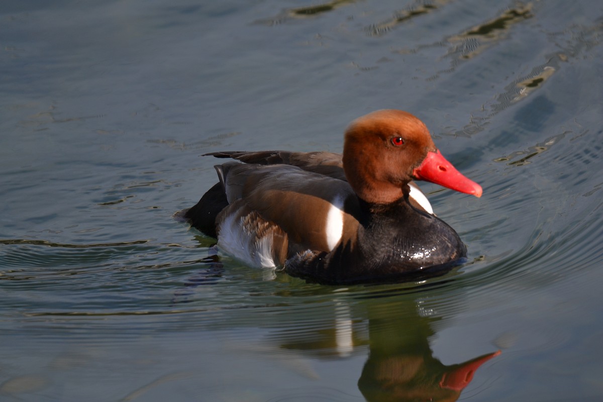 zrzohlávka rudozobá - ML644308959