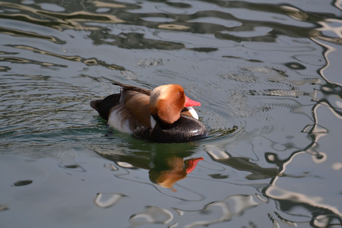 zrzohlávka rudozobá - ML644308962