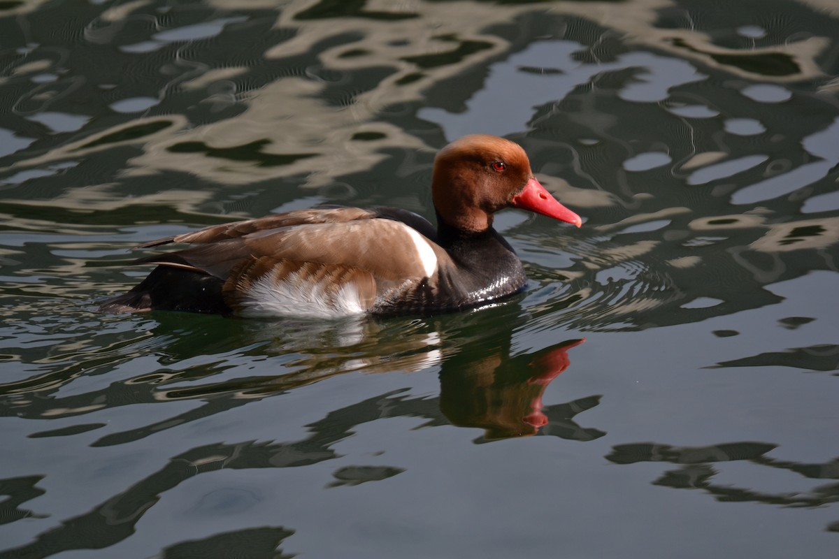 zrzohlávka rudozobá - ML644308963