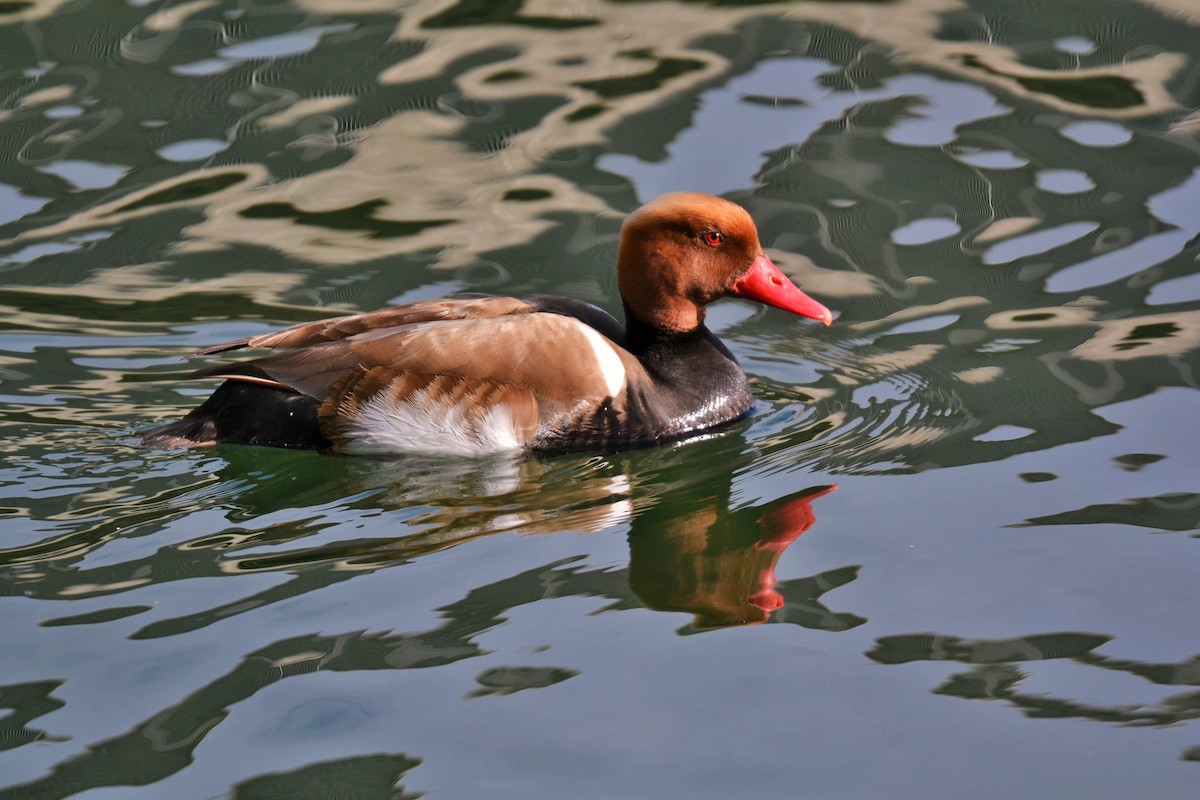 zrzohlávka rudozobá - ML644308964