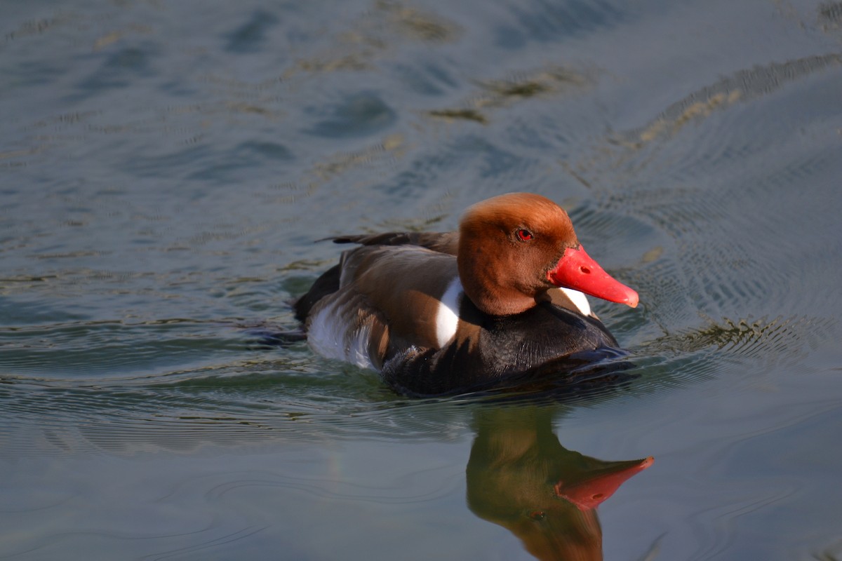 zrzohlávka rudozobá - ML644308965